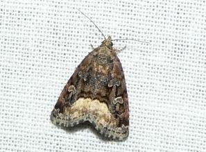 bont halmuiltje.jpg - Bont halmuiltje - Oligia versicolor